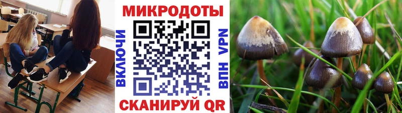 купить  цена  Звенигород  Галлюциногенные грибы Cubensis 
